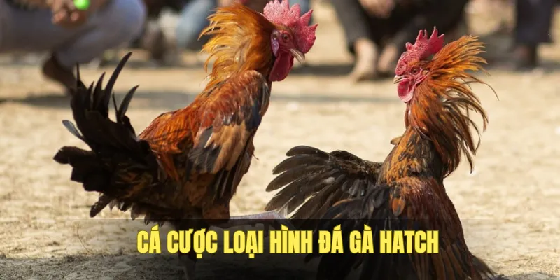 Cá cược gà Hatch cực kỳ hấp dẫn